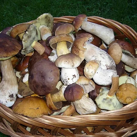 Comfortable Holiday Villa With Fireplace, Garden فيلة Pollnow