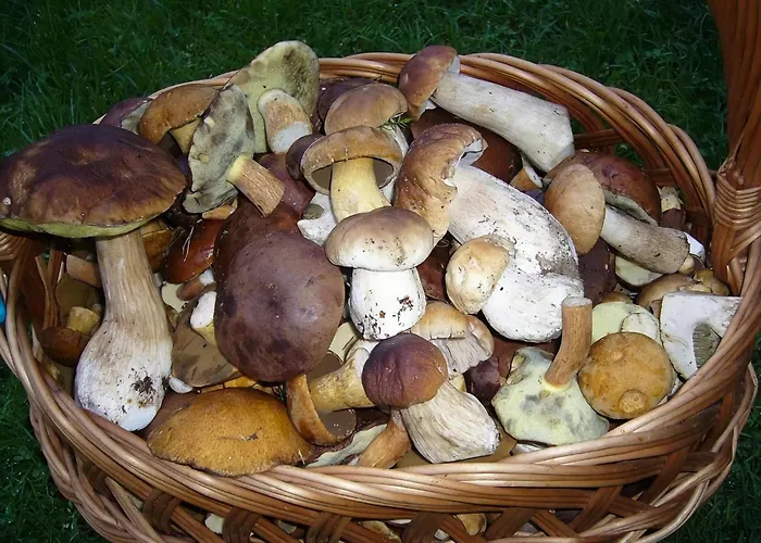 Comfortable With Fireplace, Garden Villa Pollnow